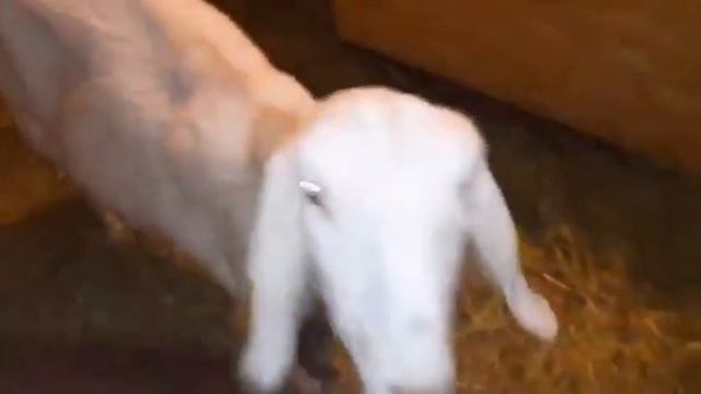 Англо Нубийские козы. На хозяйстве у Ани. смотреть онлайн