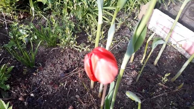 Неприхотливые многолетники для сада. Тюльпаны