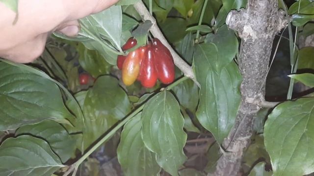 Кизил, разные сорта. 10.09.2022