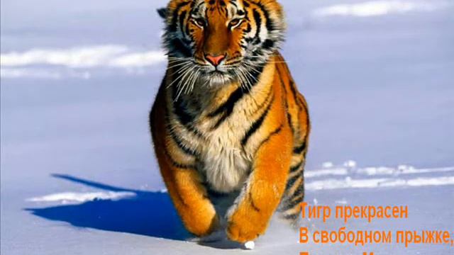 презентация тигромакс смотреть онлайн