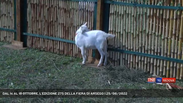 DAL 14 AL 18 OTTOBRE, L'EDIZIONE 275 DELLA FIERA DI ARSEGO | 25/06/2022 смотреть онлайн