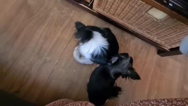 Пока планирую поездку Монтирую Июньские нарезки Араукаша ушла на радугу... смотреть онлайн