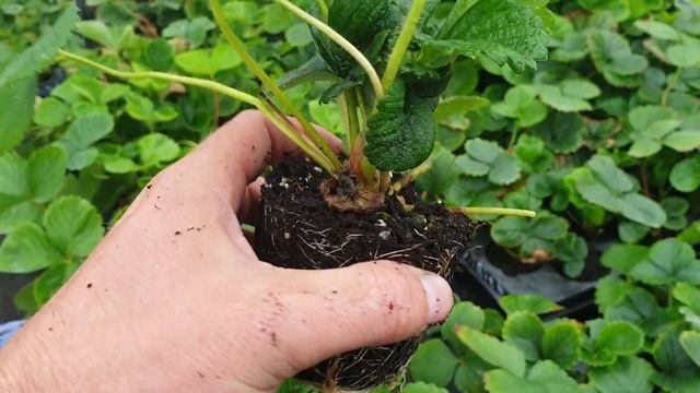 Сегодня свою рассаду просматривал, а то скоро закладка на зиму.. смотреть онлайн