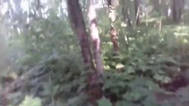 зелёный ковёр лета смотреть онлайн