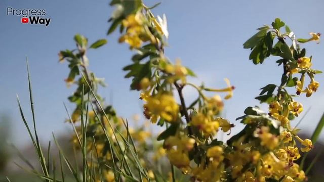 СРОЧНО ДАЙТЕ СОЛЬ СМОРОДИНЕ! И Готовьте ВЕДРА Для Сбора МНОГО ТОННОГО ВКУСНОГО Урожая! смотреть онлайн