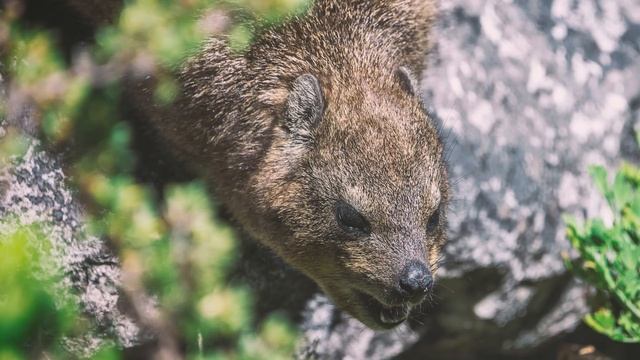 Родственник африканских слонов. Даман - очень необычный найдёныш. смотреть онлайн