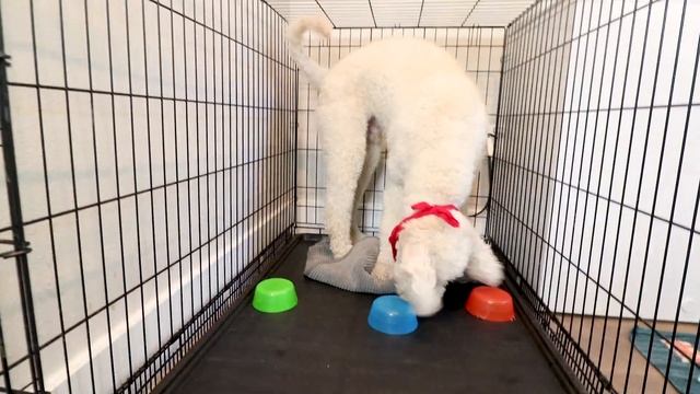BEST Crate Training Games for PUPPIES! ? Dog Scared of Crate Tips! смотреть онлайн