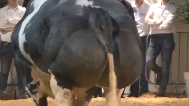 САМЫЕ БОЛЬШИЕ БЫКИ В МИРЕ