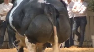 САМЫЕ БОЛЬШИЕ БЫКИ В МИРЕ