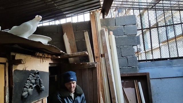 Бойние голуби. Краснохвостые, желтохвостые, В гостях у Тенгиза. 26.12.21 Грузия. Тбилиси смотреть онлайн