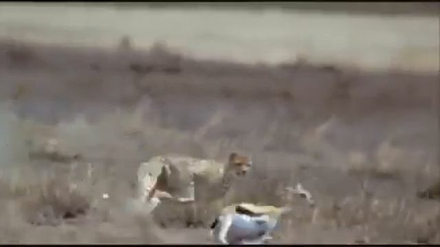 Cheetah chase compilation смотреть онлайн