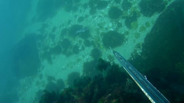 Маленькая кефаль пострадавшая в сетях. смотреть онлайн