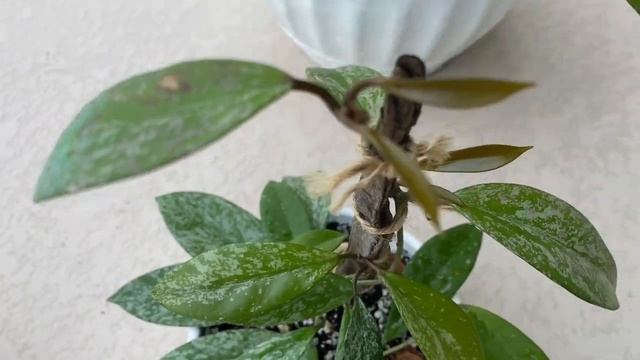 Hoya Carnosa, Publicalyx Pink Silver, and Silver Splash смотреть онлайн