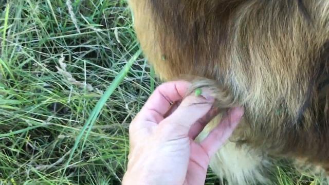 Леонбергер Михей 3 года 88кг. Leonberger Micah 3 years 88kg смотреть онлайн