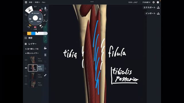 Anatomy of muscles attaching to tibia смотреть онлайн