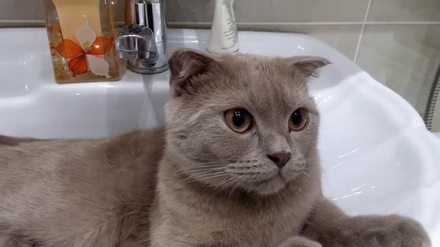 Кот в раковине смотреть онлайн