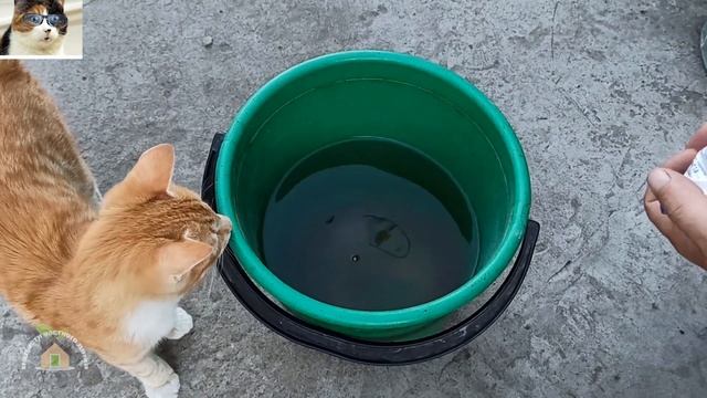 Чем подкормить капусту в августе для формирования кочана смотреть онлайн