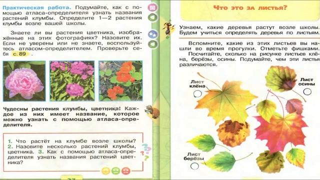 Что растет на клумбе? Окружающий мир. 1 класс, 1 часть. Учебник А. Плешаков стр. 26-27 смотреть онлайн