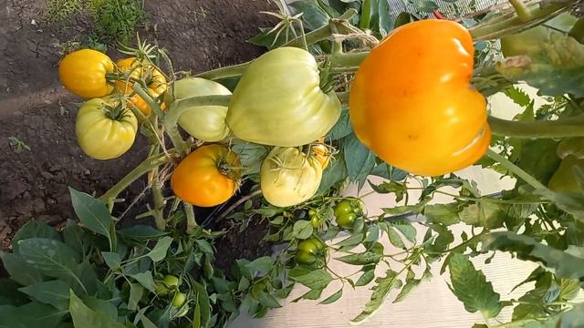 Томат Лискин нос (Оранжевое сердце), очень вкусный и урожайный смотреть онлайн