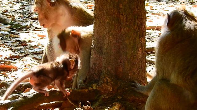 Duches Monkey Come To Grooming For Aprile Monkey During Her Getting Milk , ASMR Grooming