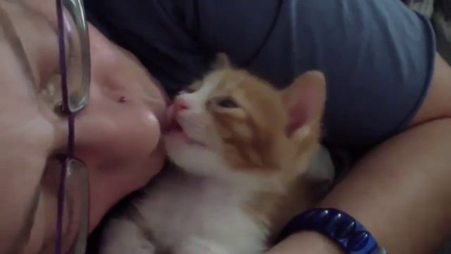 Маленький котенок засыпает от поцелуев смотреть онлайн