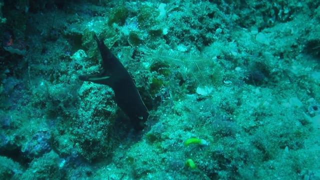 Sodwana Bay marine life смотреть онлайн