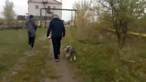 ЭКСКЛЮЗИВ не вошедший в блог Мопс Дядя Пёс. Подогревает братву на зоне