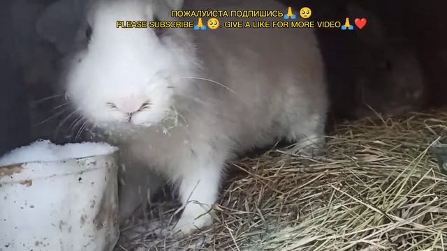 можно ли давать кроликам тыкву и кабачки is it possible to give rabbits pumpkin and zucchini смотреть онлайн