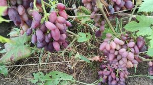 Виноград ТАЛДУН