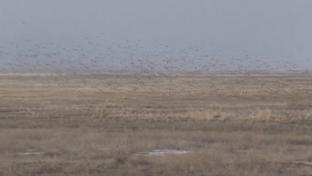 Приоткрывая заповедные двери...К весенним пастбищам. смотреть онлайн