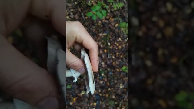 Грибы. Сентябрь 2021. Снова полезли черные грузди. Нашел красный груздь и Стофарию сине-зеленую.