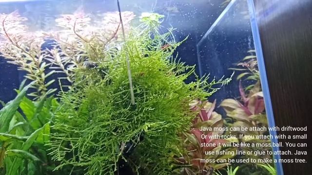 How to Grow Java Moss in Aquarium / Java Moss Care and Information смотреть онлайн