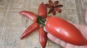 О нашумевшем Томате КОРНАБЕЛЬ F1. Мой отзыв. Достоинства и недостатки,стоит ли сажать этих красавце