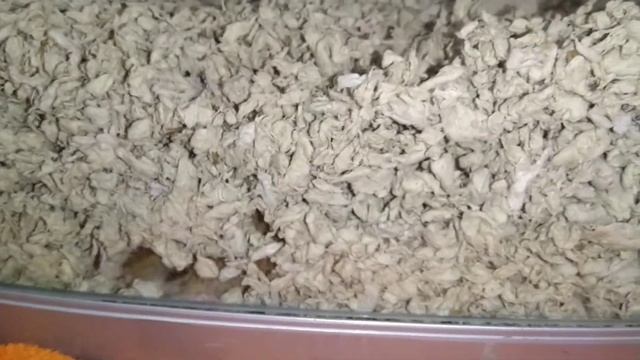 Слепушонка Сиджи переехала в новый аквариум смотреть онлайн