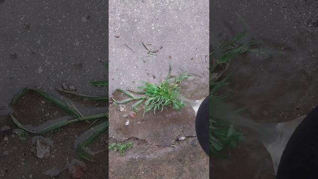 Это средство избавит вас от сорняков!