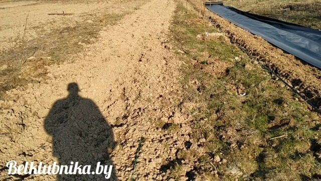 Маточник клубники под горшки 0.5 литра для Кабрилло, Мальга, Альбион, Азия. Belklubnika.by.mp4 смотреть онлайн