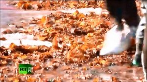 Охотники убивают тысячи дельфинов на Фарерских островах