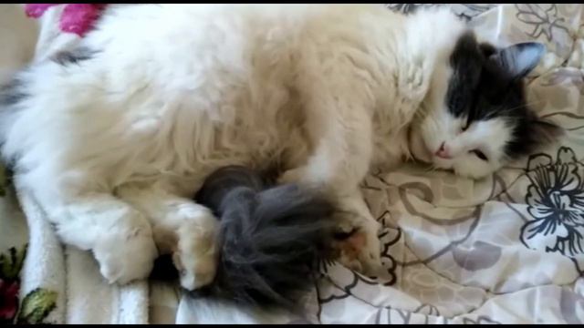 СЧАСТЛИВЫЕ КОТЫ/ШЕРРИ И ШЕПАРД/НАШИ ЖИВОТНЫЕ смотреть онлайн