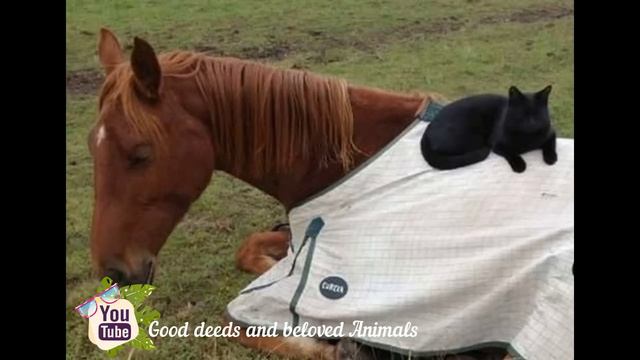 Бездомный котенок подружился с лошадью #animals смотреть онлайн