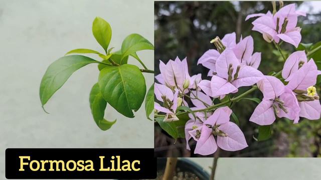 13 #New_Callection ❤ #Bougainvillea from the #Nursery... #@@ss 💐💐 смотреть онлайн