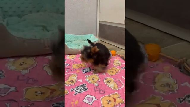 #йоркширский_терьер продажа.89163503996 смотреть онлайн