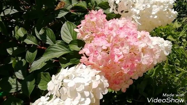 САМАЯ КРАСИВАЯ МЕТЕЛЬЧАТАЯ ГОРТЕНЗИЯ! Гортензия Ванилла Фрейз. смотреть онлайн