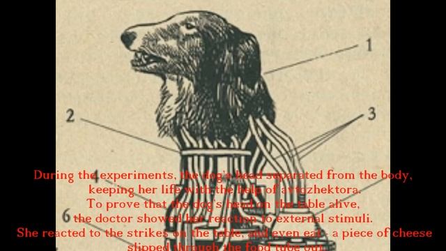 How to reanimate human? / Как оживить человека? смотреть онлайн