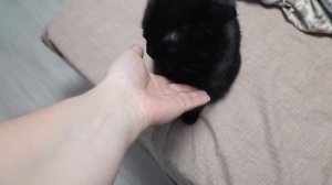 VLOG Алиса не хочет в садик. Весь наш день в одном видео