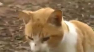 Рвота у кошки - чего стоит опасаться