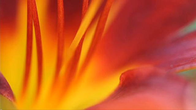 A. Vivaldi: RV 802 / Sinfonia Improvisata For Strings & B.c. In C Major / Europa Galante