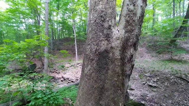 How to identify sycamore (Platanus occidentalis) | TREE ID #8 смотреть онлайн