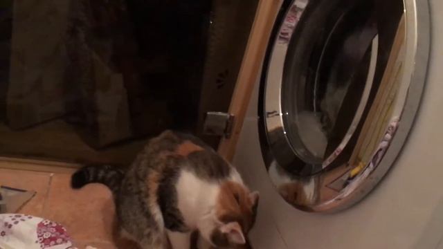 Кошка и стиральная машинка. смотреть онлайн