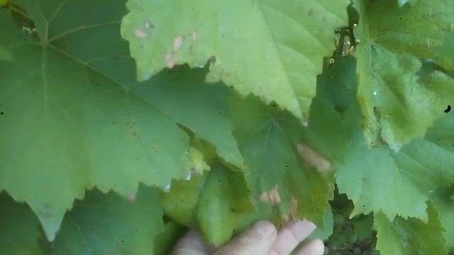 ВИНОГРАД ПОСЛЕ ОБРАБОТКИ ОТ МИЛЬДЬЮ.АЛИГОТЕ. смотреть онлайн