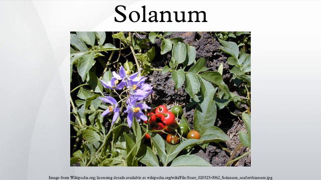 Solanum смотреть онлайн